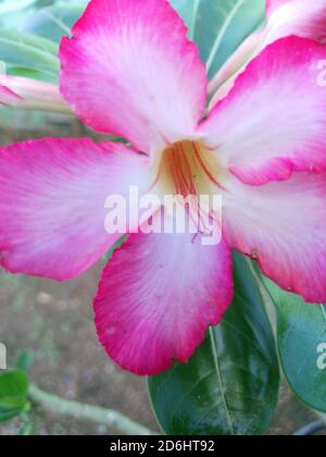 Macro shot di fiori rosa di adenium obesum Foto Stock