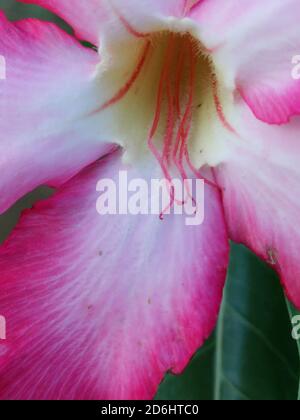 Macro shot di fiori rosa di adenium obesum Foto Stock