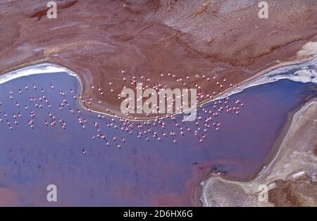 Fenicotteri a Sandwich Harbour, Namibia Foto Stock