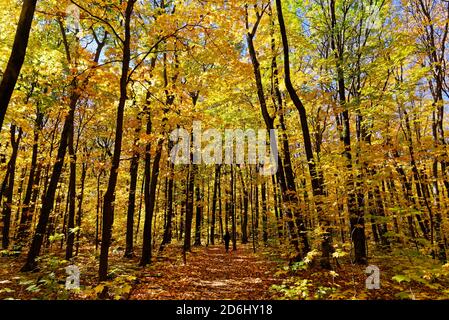 Una persona dalla silhouette che cammina su un sentiero attraverso un bosco in autunno a Quebec, Canada Foto Stock