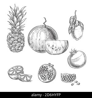 Illustrazione vettoriale dello schizzo di frutti tropicali. Ananas, limone, anguria, melograno elementi di design isolati disegnati a mano. Illustrazione Vettoriale