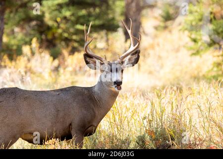 Mule Deer Buck Browsing Foto Stock