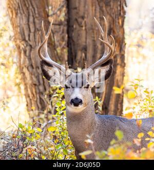 Mule Deer Buck ritratto Foto Stock