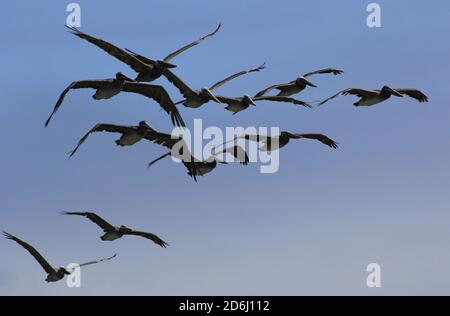 pellicani marroni della california sulla spiaggia di limantour Foto Stock