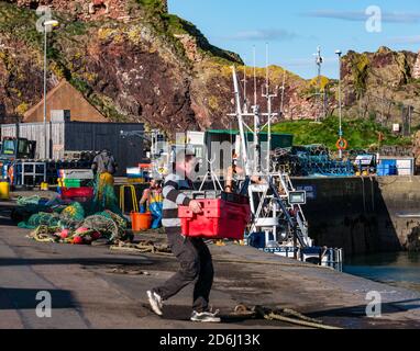 Barca da pesca ormeggiata con pescatori che lavorano sulla banchina in una giornata di sole, Dunbar Harbour, East Lothian, Scozia, Regno Unito Foto Stock