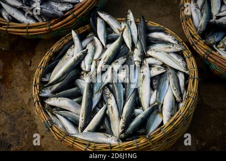 Sardine fresche in cestino al mercato del pesce tradizionale Foto Stock