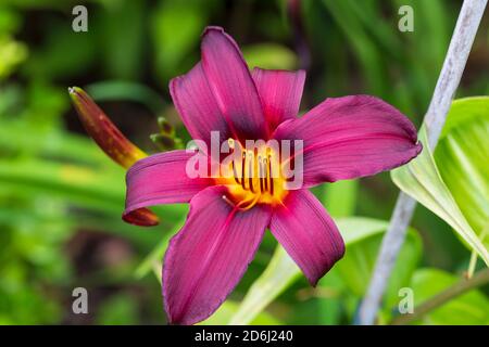 Hemerocallis Juan Maria Deep Viola, giglio Foto Stock