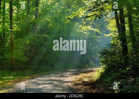 Sentiero escursionistico attraverso la foresta inondata di luce, il sole splende attraverso la nebbia mattutina, foresta decidua, Ziegelrodaer foresta, vicino Allstedt, Mansfeld-Sud Foto Stock