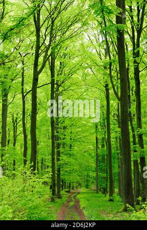 Sentiero escursionistico attraverso la vicina foresta naturale di faggi in primavera, verde fresco, grandi faggi vecchi, Steigerwald, bassa Franconia, Baviera, Germania Foto Stock