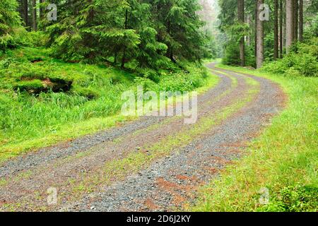 Percorso forestale attraverso la foresta di abeti, vicino a Braunlage, Harz National Park, bassa Sassonia, Germania Foto Stock