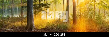 Panorama, Foresta alla luce del sole del mattino, raggi del sole che si infrangono attraverso la nebbia, catena montuosa di Finne, Burgenlandkreis, Sassonia-Anhalt, Germania Foto Stock