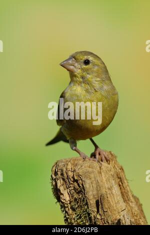 Verdino europeo (Carduelis chloris) maschio seduto su legno morto, selvaggi, Siegerland, Nord Reno-Westfalia, Germania Foto Stock