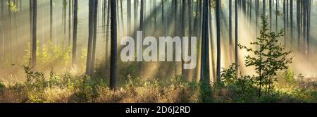 Panorama, foresta di pini alla luce del sole del mattino, raggi del sole che si infrangono attraverso la nebbia, catena montuosa di Finne, Burgenlandkreis, Sassonia-Anhalt, Germania Foto Stock