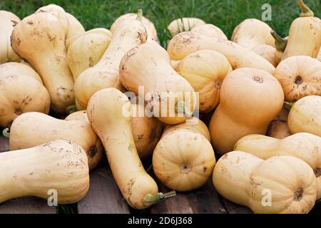 Zucca Butternut (Cucurbita maxima) varietà Butternut, Schleswig-Holstein, Germania Foto Stock