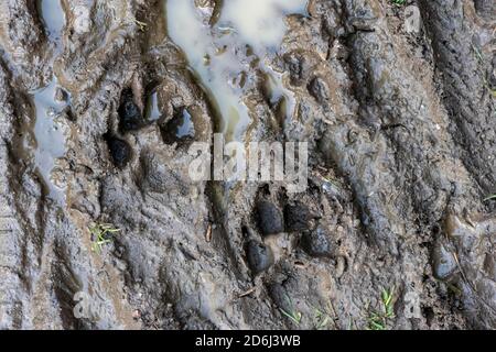 Sentiero della zampa di un cane nel fango, Perlacher Forst, Monaco, alta Baviera, Baviera, Germania Foto Stock