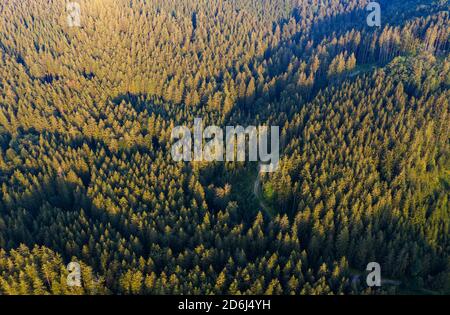 Strada attraverso la foresta di abete rosso dall'alto, colpo di drone, Mondseeland, Salzkammergut, Austria superiore, Austria Foto Stock