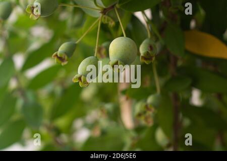 Fresco frutti di mirto comune ( Myrtus communis ) sfondo Foto Stock