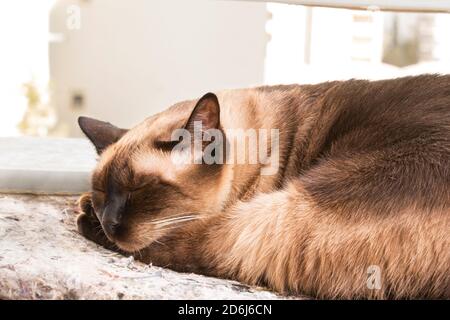 Gatto Siamese che dormiva sul balcone Foto Stock