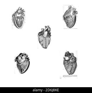 5 viste del cuore umano dall'anatomia del Arterie del corpo umano John Hatch Power - 1860 Foto Stock
