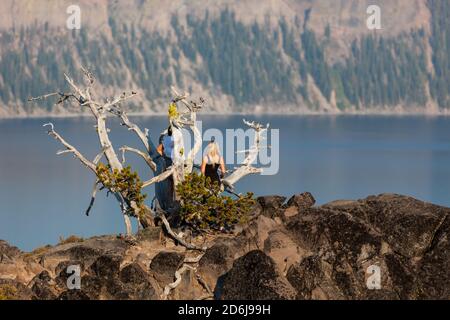 Due donne non identificabili stanno su un vecchio perlopiù pino morto Albero che sta crescendo su una scogliera rocciosa che domina il Cratere Lago al sole del tardo pomeriggio Foto Stock