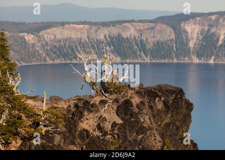 Due donne non identificabili stanno su un vecchio perlopiù pino morto Albero che sta crescendo su una scogliera rocciosa che domina il Cratere Lago al sole del tardo pomeriggio Foto Stock