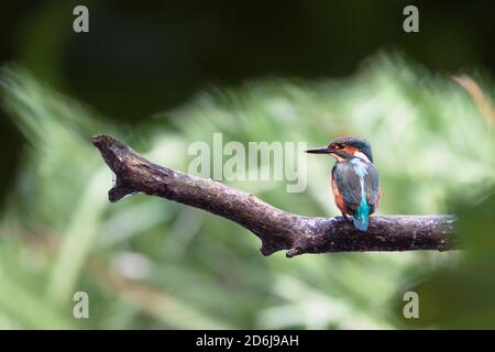 Il re-pescatore comune (Alcedo atthis) seduto su un ramo. Foto Stock