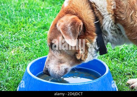 Allevamento misto cane bere acqua da una ciotola Foto Stock