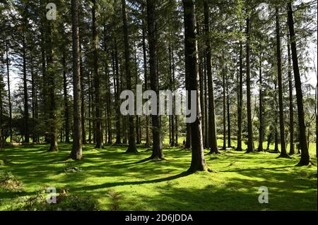 Vista attraverso alberi di conifere a Yennadon, Dartmoor National Park, Regno Unito Foto Stock