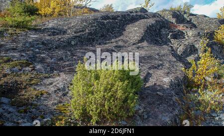 La splendida natura del nord russo. Tundra, regione di Murmansk. Magnifico autunno a Monchegorsk Foto Stock