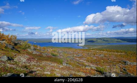 La splendida natura del nord russo. Tundra, regione di Murmansk. Magnifico autunno a Monchegorsk Foto Stock