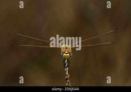 Vista frontale degli occhi di una femmina darter con venature rosse dragon Fly (Sympetrum fonscolombii) posizionare su un ramoscello asciutto contro un naturale fuori mettere a fuoco lo sfondo Foto Stock