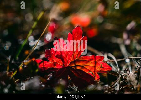 Una singola foglia di lettura luminosa sul pavimento forestale retroilluminato al mattino sole d'autunno Foto Stock