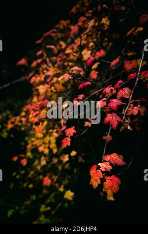 Una bella vite con foglie multicolore durante una calma e. caldo giorno di caduta nella foresta profonda Foto Stock