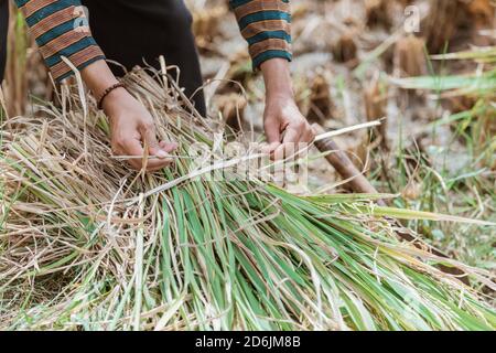 primo piano delle mani degli agricoltori che legano le piante di riso dopo la raccolta nei campi Foto Stock