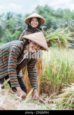 primo piano di agricoltori sorridenti mentre legando le piante di riso e. portando i loro raccolti nei campi Foto Stock