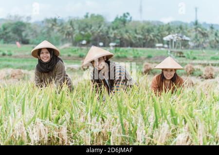 Gli agricoltori asiatici sorridono mentre si piegano per raccogliere il piante di riso gialle sullo sfondo del campo di riso Foto Stock