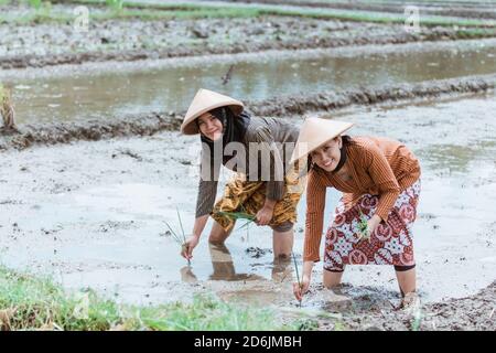Femmina contadina asiatica sorride mentre si piega verso il basso per piantare riso piante con un fondo di campo di riso Foto Stock