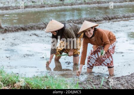 Il contadino sorrise mentre si chinò a piantare piante di riso con un fondo di campo di riso Foto Stock