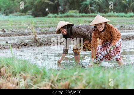 Due donne contadine asiatiche sorride mentre si piegano verso la pianta piante di riso con un fondo di campo di riso Foto Stock