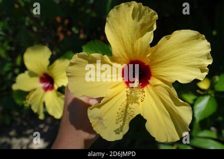 Brasile Morro de Sao Paulo - enorme giallo Hibiscus colerful - Hibiscus brackenridgei - hibiscus hawaiano Foto Stock