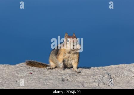 Un carino piccolo chipmunk con guance piene di noci siede Su una parete rocciosa con il lago Crater blu profondo In Oregon come sfondo e morbido pomeriggio sunshi Foto Stock