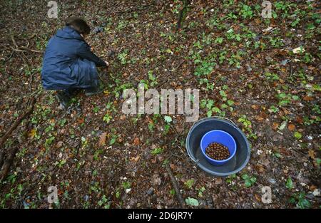 Rothenbuch, Germania. 16 Ott 2020. Karin Stenger raccoglie ghiande dal pavimento della foresta in una foresta di querce nel Hochspessart. Le ghiande sono usate per piantare nuove colture di querce altrove (a dpa: 'Sulla scia di una vecchia tradizione: La raccolta di ghiande nello Spessart') Credit: Karl-Josef Hildenbrand/dpa/Alamy Live News Foto Stock