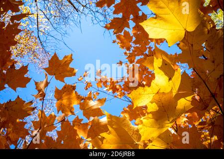 Le foglie d'acero dorate mostrano colori giallo e arancione da un angolo basso contro una radura nella foresta che mostra il cielo blu. Rami e foglie f Foto Stock
