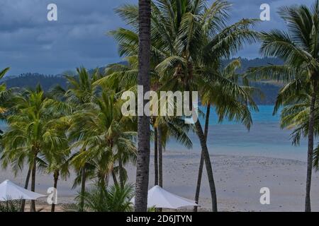 Palme sulla spiaggia di Hamilton Island, Australia Foto Stock