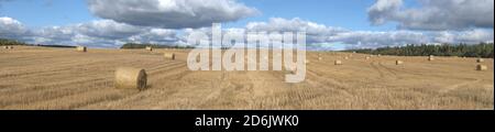 Panorama di un campo raccolto in un giorno di settembre soleggiato. Regione di Leningrad, Russia Foto Stock