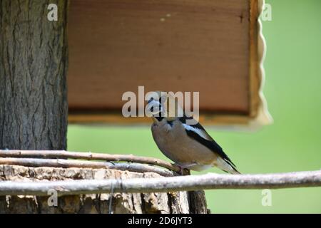 Hawfinch seduto sulla rastrelliera con girasole nel suo becco Foto Stock