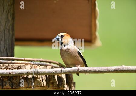 Hawfinch seduto sulla rastrelliera con girasole nel suo becco Foto Stock
