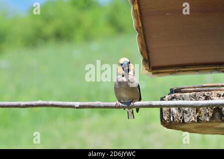 Hawfinch seduto sulla rastrelliera con girasole nel suo becco Foto Stock
