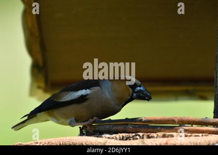 Hawfinch seduto sulla rastrelliera con girasole nel suo becco Foto Stock