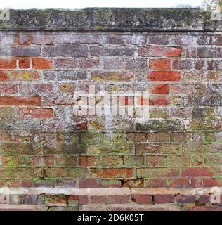 Muro di cotto antico con intemperie che mostra la crescita verde di licheni e. usura Foto Stock